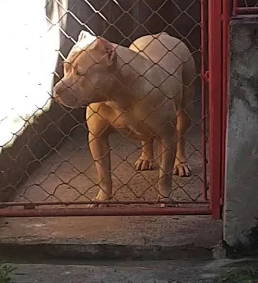 ARTEMIS CLÃ COCAIA 