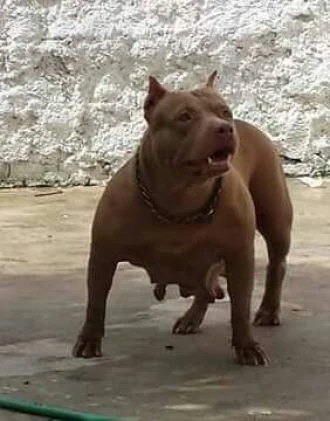 KATANA RED MAXIMUS BULL