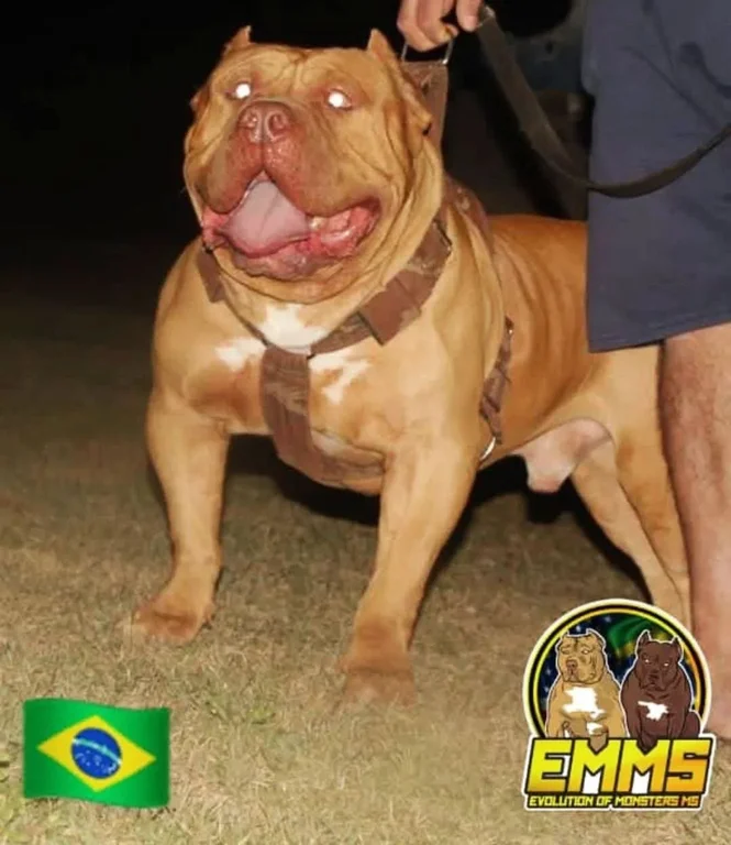 RED BOY RED MONSTER BULLS KENNEL