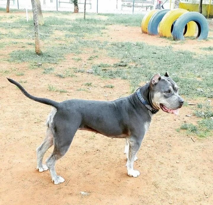 RAVENA CANIL R.C. KENNEL