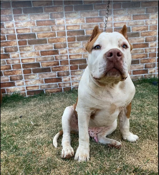 XERIFE KHAZAD-DÛM KENNEL