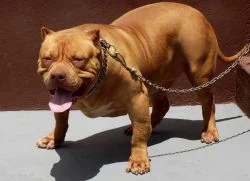 RED LION LIL STEROID