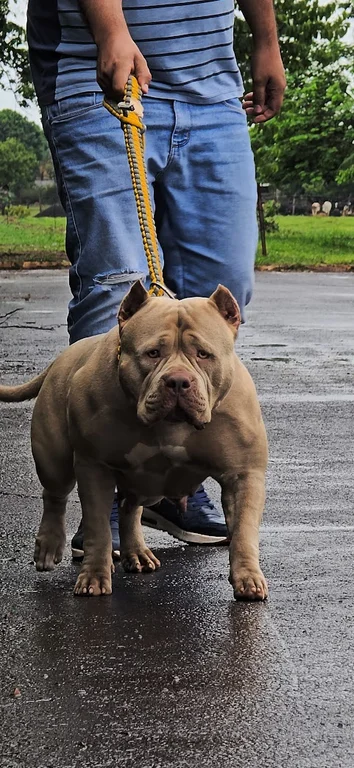 JB PRADA OFF CHAOS BULL