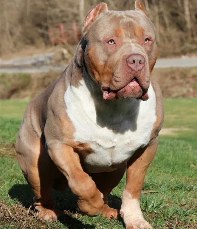 BOSSY'S BIGFOОТ