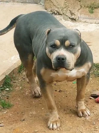GABBANA RANDIG BULL KENNEL