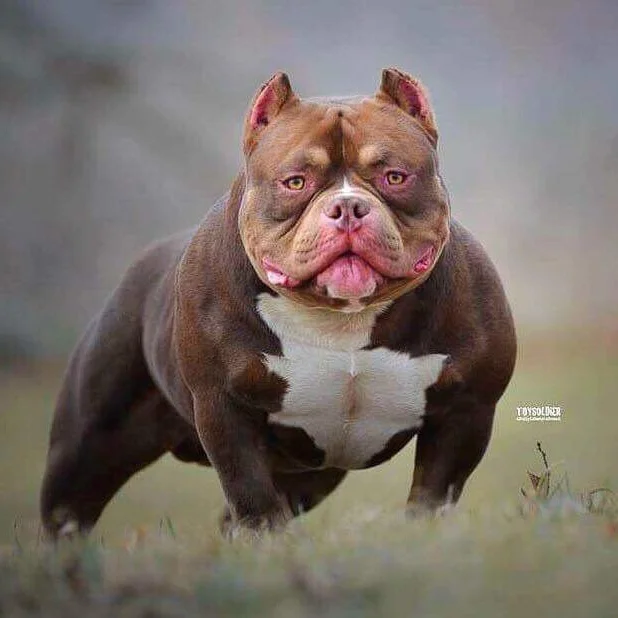 PHOKING BIG RED