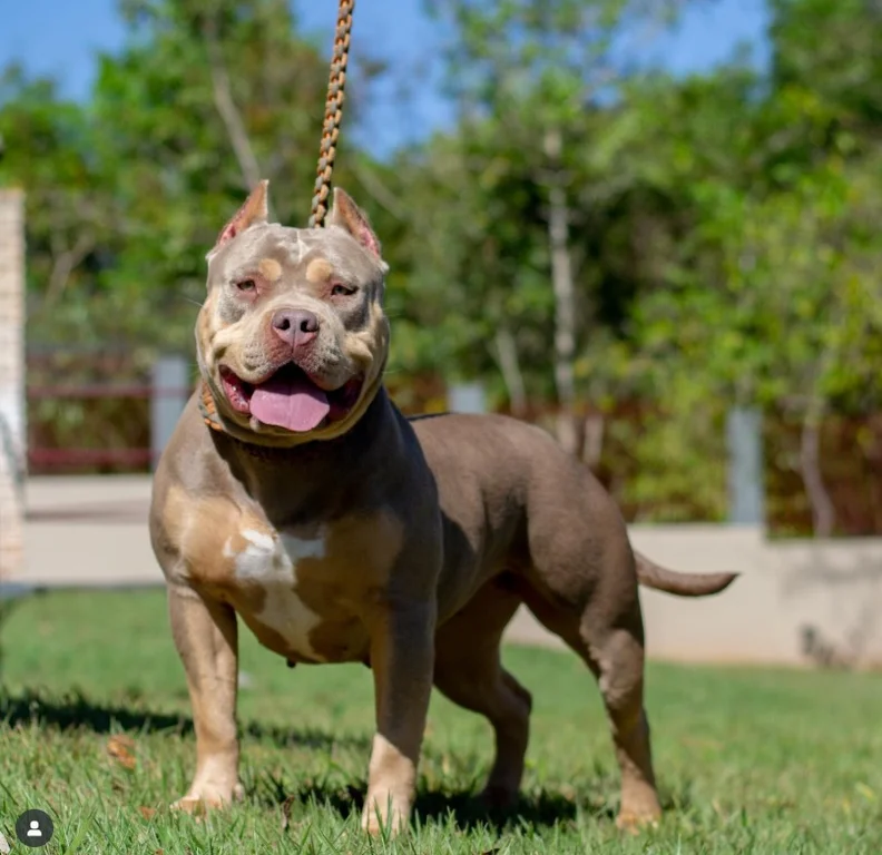 OKLAHOMA LUCAS PIT KENNEL