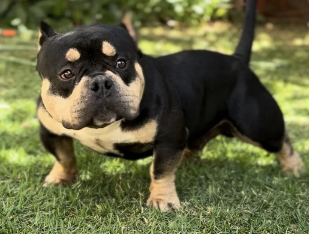 CHERANTUN’S BULL KENNEL DRAVEN