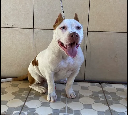KHAZAD-DÛM KENNEL AZOG