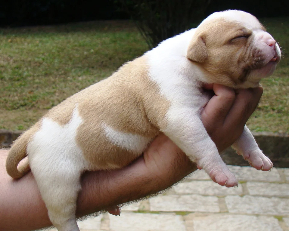 SUNSHINEBULLS GOLD ATHENA