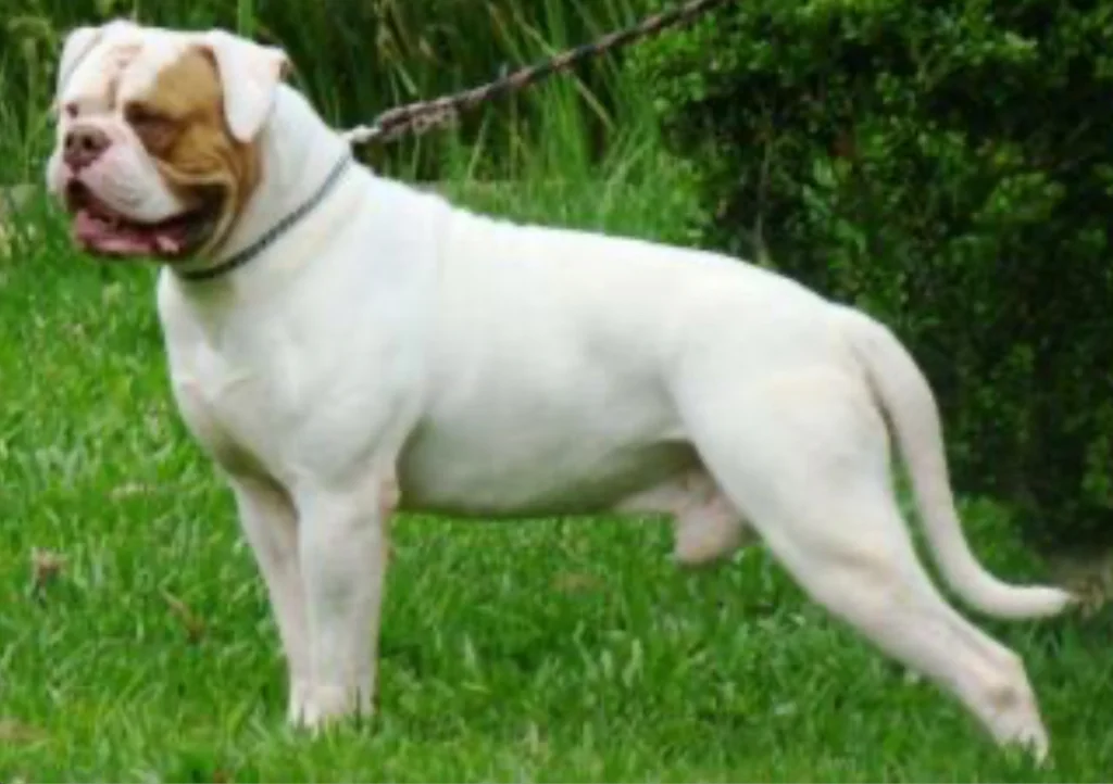 SUNSHINEBULLS MUNSTER 