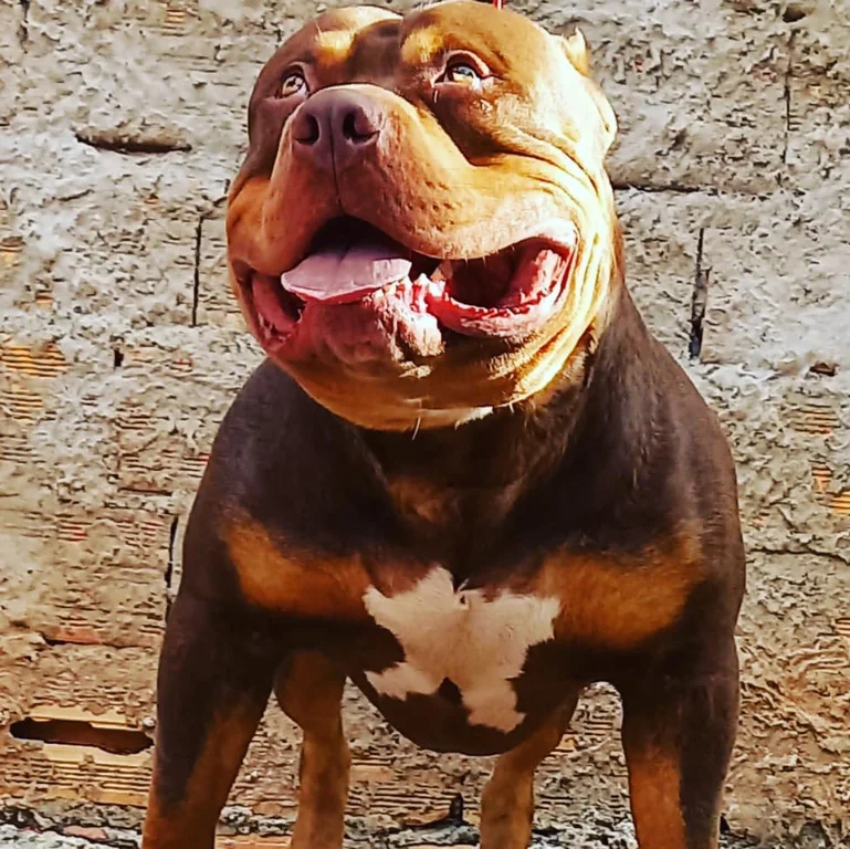 GIGANTE MONSTER KENNEL MWURSOZILLA
