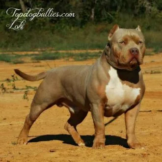 TOPDOGBULLIES MAGICAL GOD LOKI