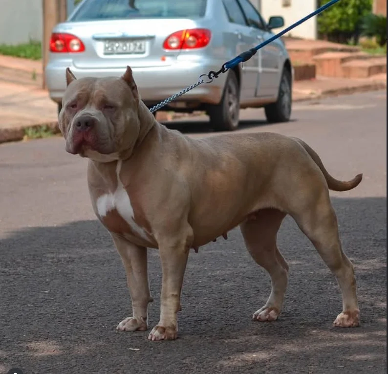CMB LAIKA JB