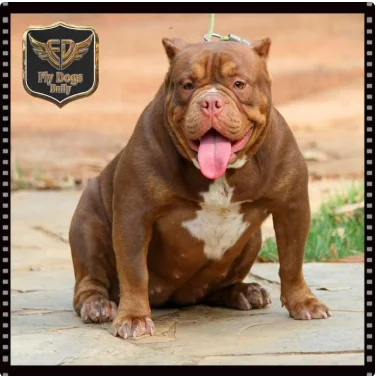 MOURABULLIES AMARULA AKA TCHOLLA