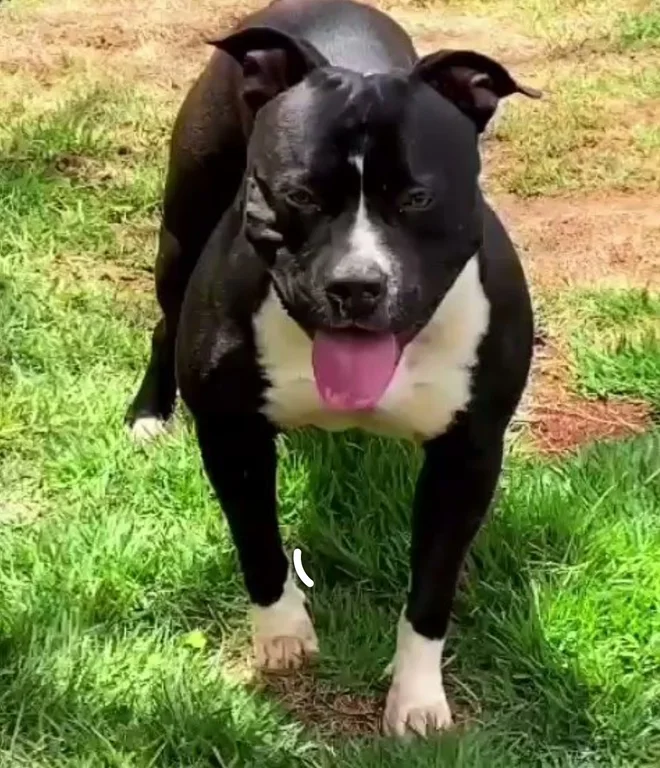 VELASQUEZ PIT KENNEL AURORA