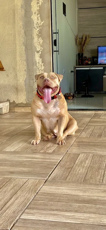 KENNEL PITILIN MONSTER TAYLOR